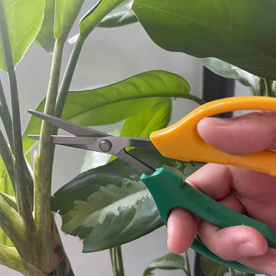 Tijeras de podar para jardín, juego de 4 piezas - Tijeras de fruta de acero inoxidable ambidiestras, podadoras manuales de derivación para el mantenimiento de jardines y bonsáis, recolección de uvas, poda de árboles y ramas sin electricidad ni baterías.