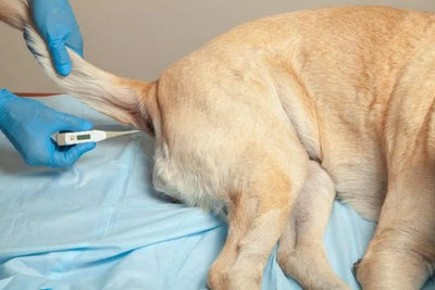Termómetro Digital Electrónico Para Mascotas Perros Gatos