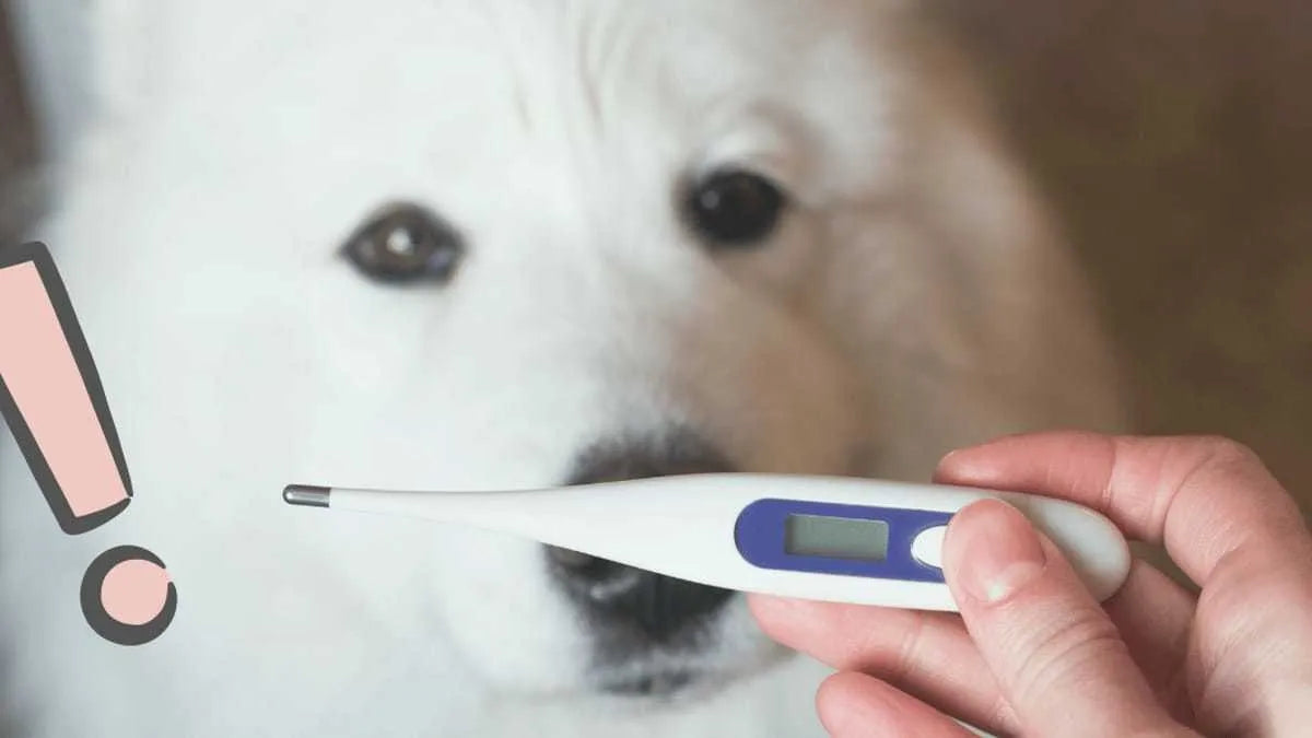 Termómetro Digital Electrónico Para Mascotas Perros Gatos