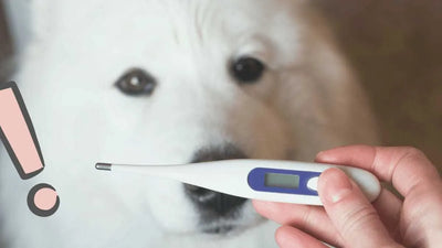 Termometro Digital Electronico Para Mascotas Perros Gatos