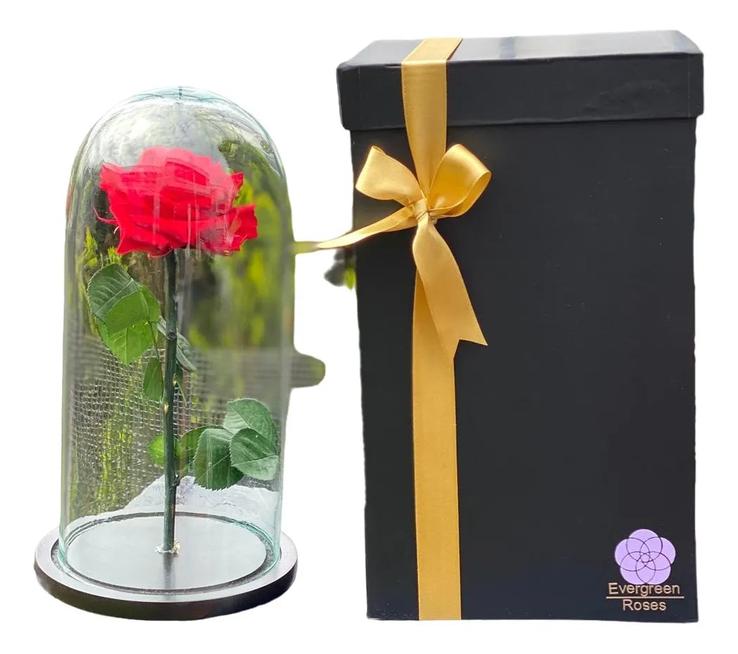 Rosa Preservada Cúpula Vidrio Y Caja Regalo Color Rojo