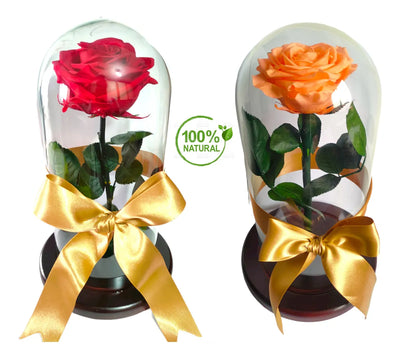 Rosa Preservada Regalo Cúpula Vidrio Color Rosa + Ferrero - Todos