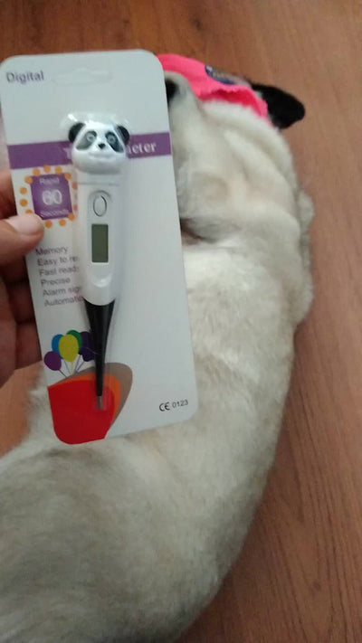 Termómetro Digital Electrónico Para Mascotas Perros Gatos