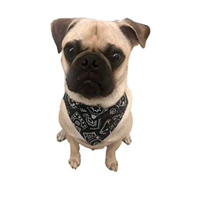 Collar con Pañoleta Mascota PAÑOLETA