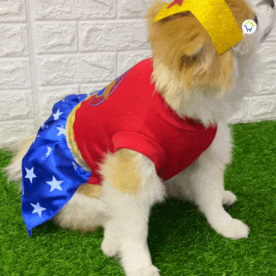Disfraz Perro Gato Mascotas Superhéroe Halloween GY003MMA